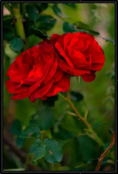 Картина Алые розы №2