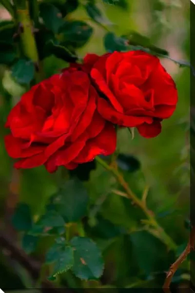 Постер Алые розы №2