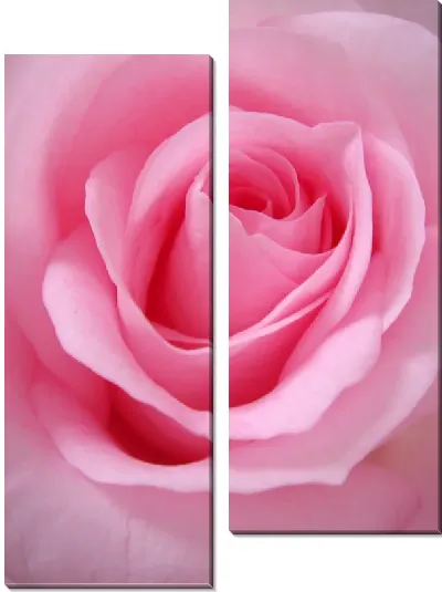 Модульная картина Макро розовая роза