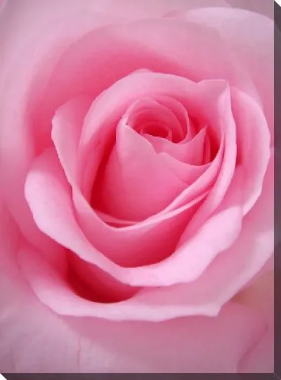 Постер Макро розовая роза