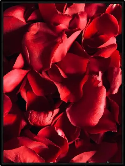 Картина Лепестки роз №2