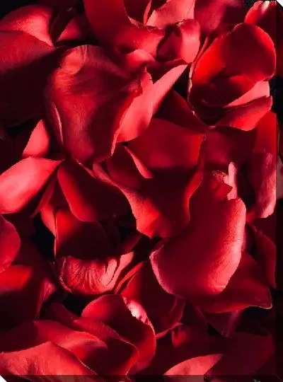 Постер Лепестки роз №2