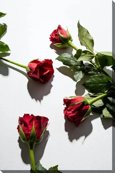Постер Розы №57