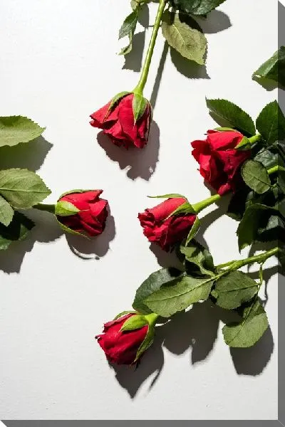 Постер Розы №58