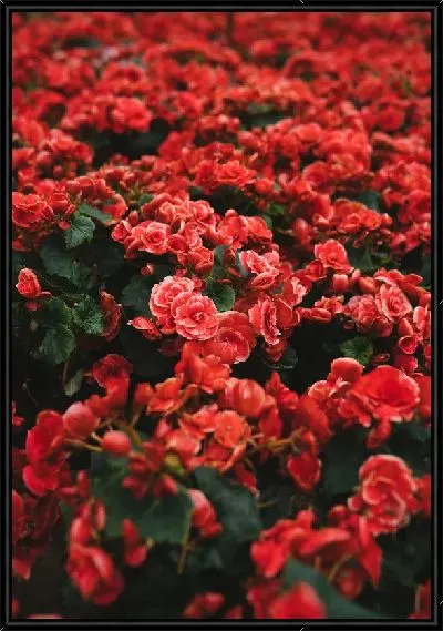 Картина Розы №60