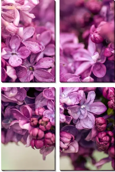 Модульная картина Сирень в природе №5