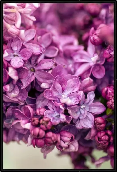 Картина Сирень в природе №5