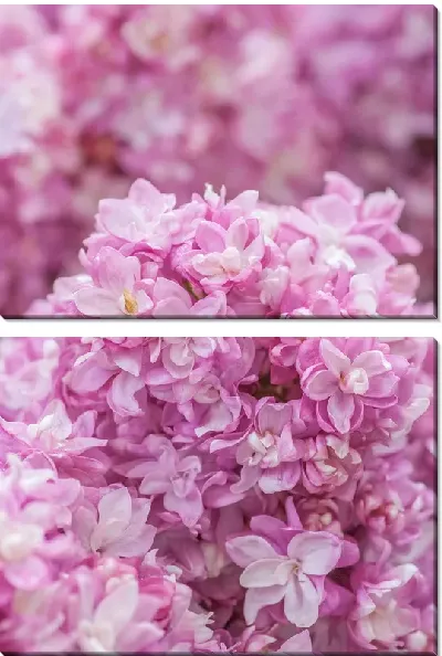 Модульная картина Сирень в природе №6