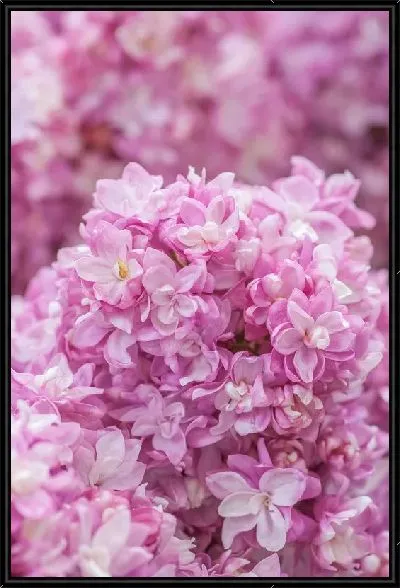 Картина Сирень в природе №6