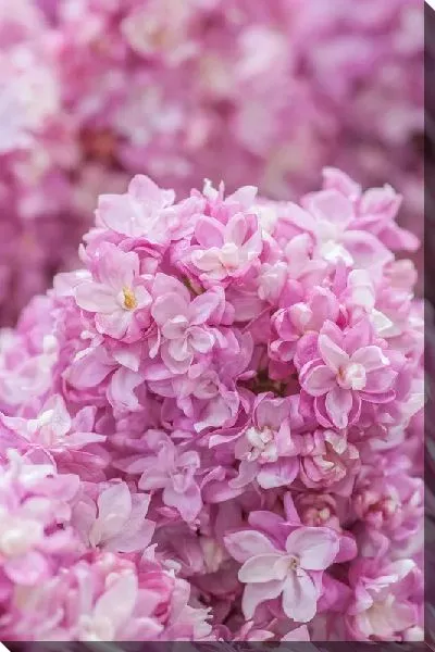 Постер Сирень в природе №6