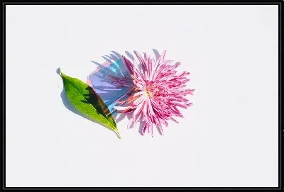 Картина Астра и листок