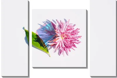 Астра и листок