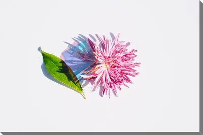 Астра и листок