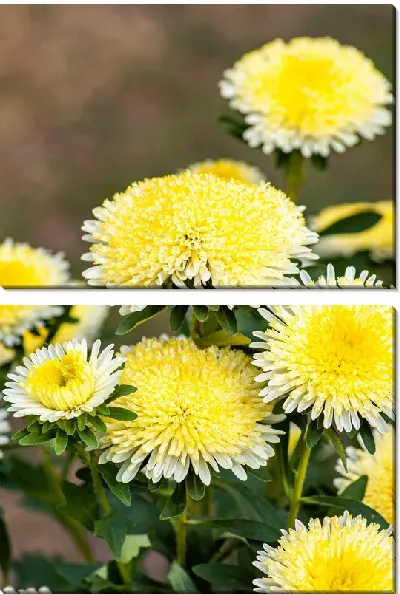 Модульная картина Желтые астры на коричневом фоне