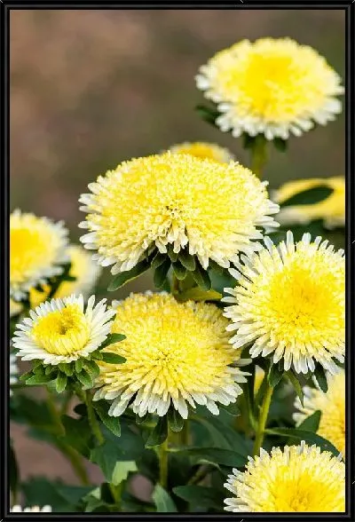 Картина Желтые астры на коричневом фоне