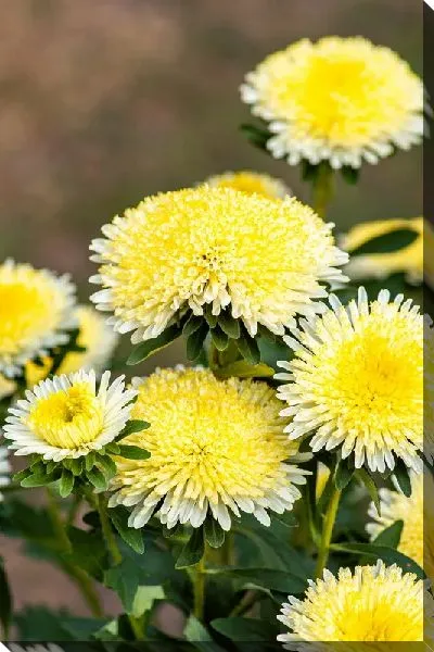 Постер Желтые астры на коричневом фоне