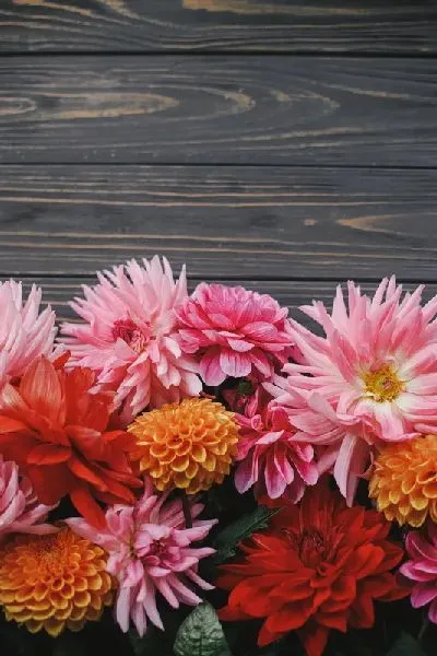 Плакат Разноцветные астры на фоне досок