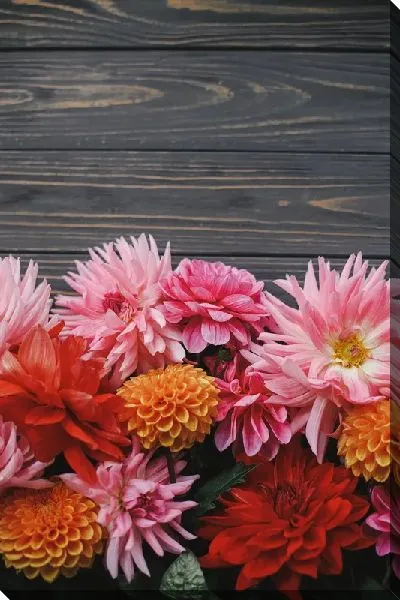 Постер Разноцветные астры на фоне досок