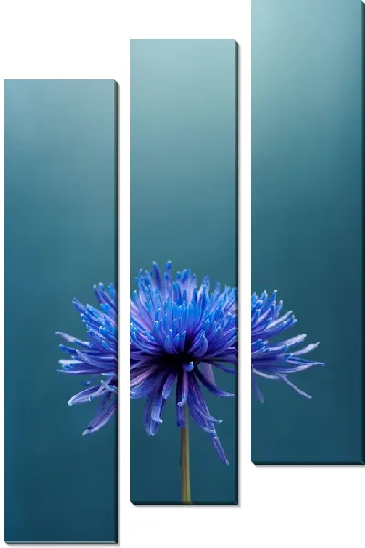 Модульная картина Синяя астра на синем фоне