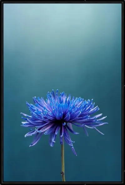 Картина Синяя астра на синем фоне