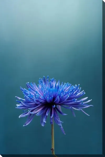 Постер Синяя астра на синем фоне