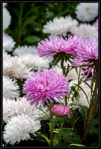 Картина Белые и розовые астры