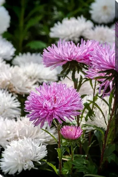 Постер Белые и розовые астры