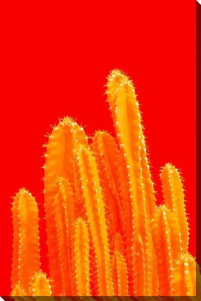 Постер Кактус №33