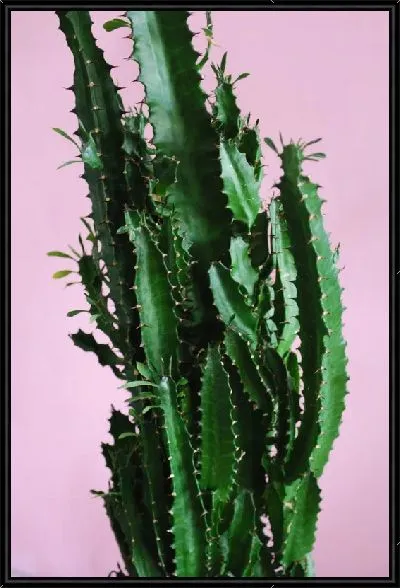 Картина Кактус №36