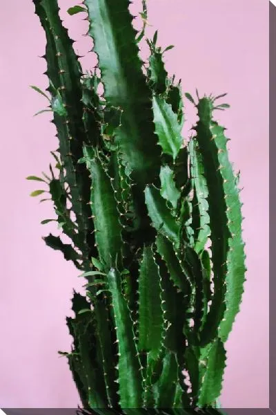 Постер Кактус №36