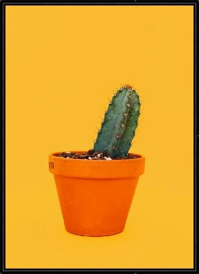 Картина Кактус №43