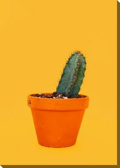 Постер Кактус №43