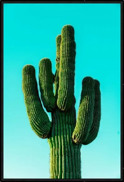 Картина Кактус №64