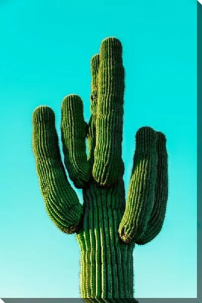 Постер Кактус №64