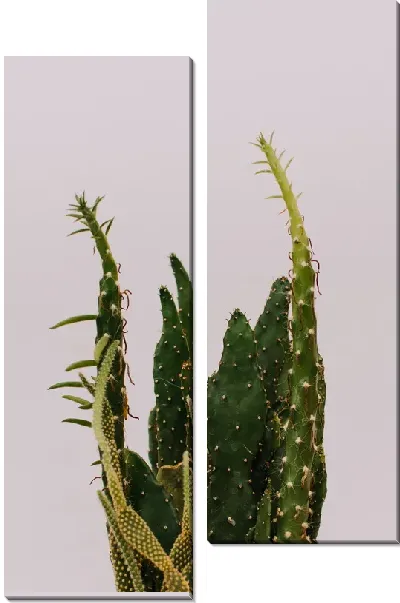 Модульная картина Кактус №66