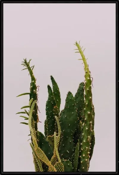 Картина Кактус №66