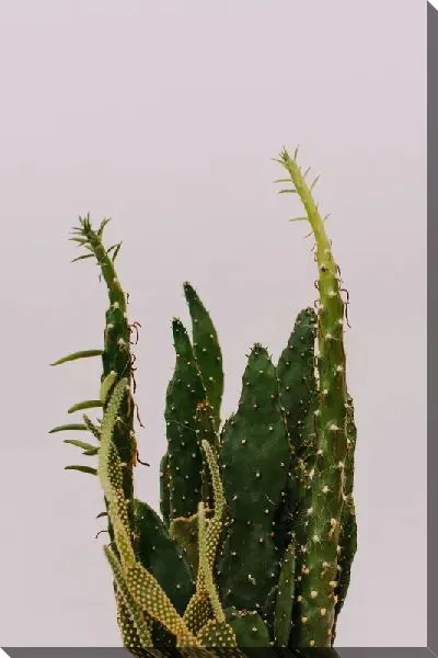 Постер Кактус №66