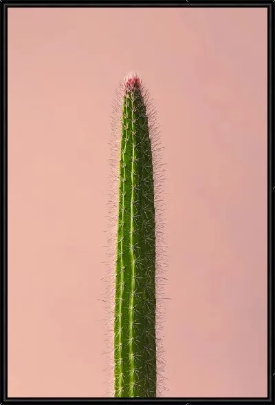 Картина Кактус №68
