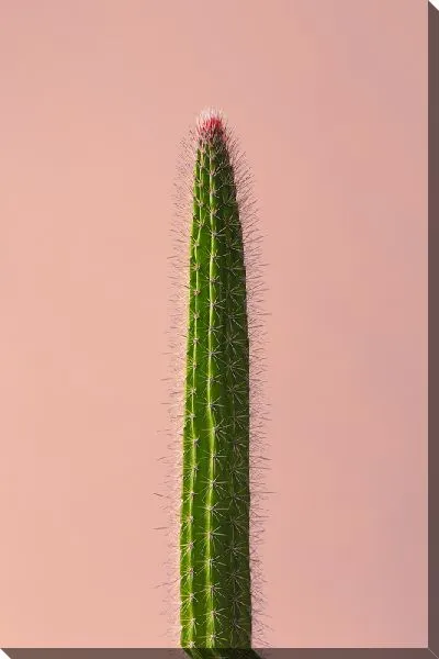 Постер Кактус №68