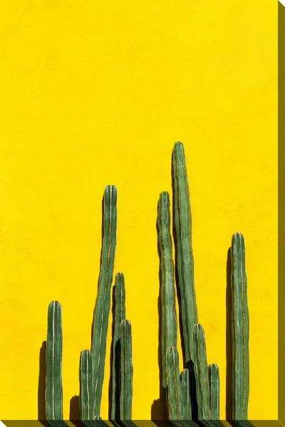 Постер Кактус №70