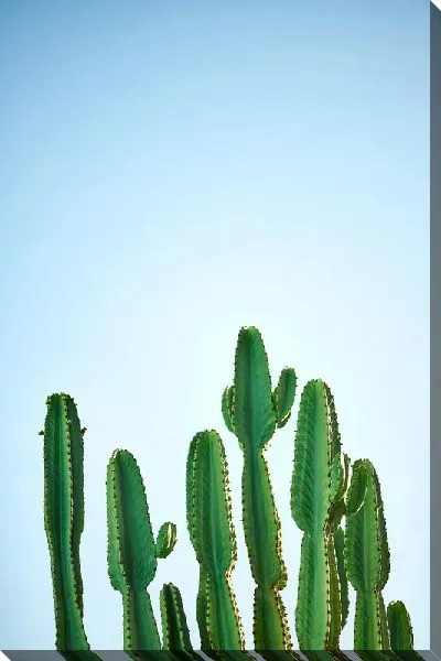 Постер Кактус №73