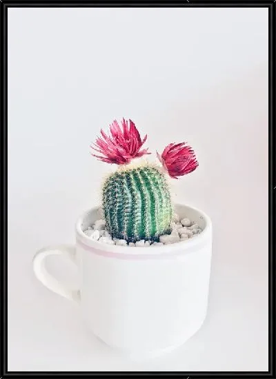 Картина Кактус №75
