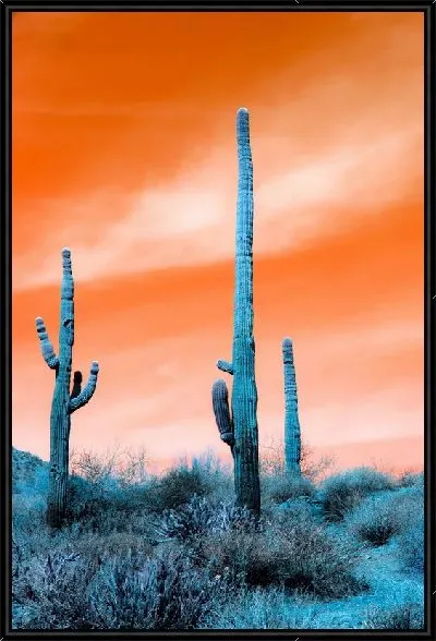 Картина Кактус №76