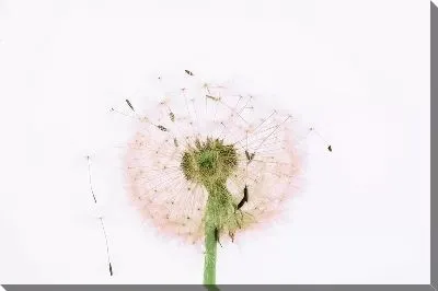 Картина маслом Пушистый одуванчик