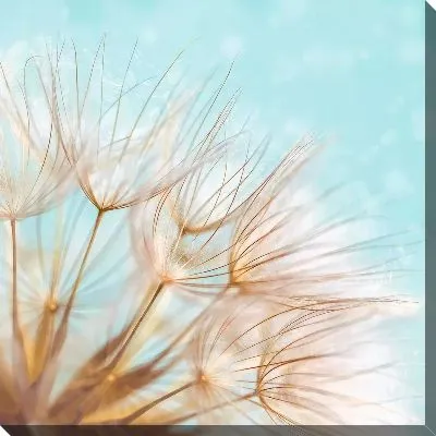 Картина маслом Макро одуванчика