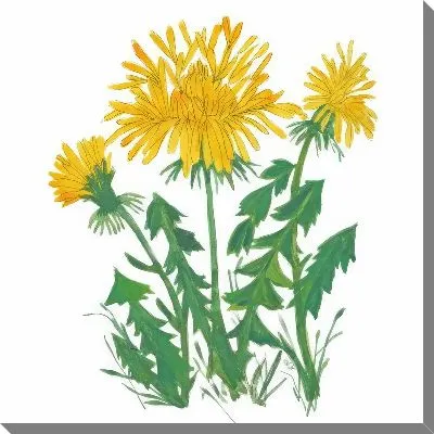 Картина маслом Три желтых одуванчика