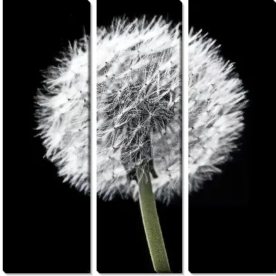 Модульная картина Белый одуванчик на черном фоне