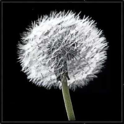 Белый одуванчик на черном фоне