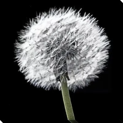 Белый одуванчик на черном фоне