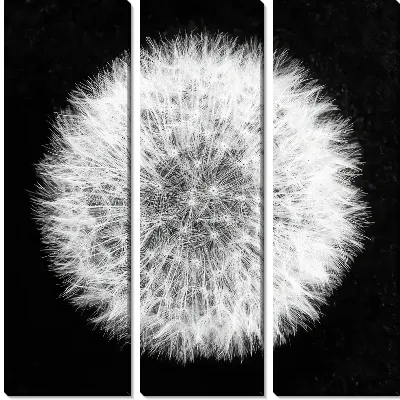 Модульная картина Круглый одуванчик